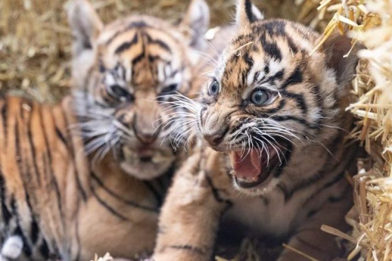 Die kleinen Sumatra-Tiger erkunden ihre Umgebung.
