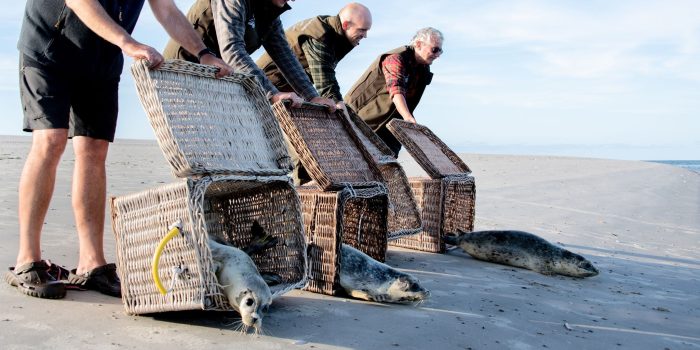 Seehunde robben am Ostende der Insel Juist ins Wasser. Nach einer erfolgreichen Aufzucht in der Seehundstation Norddeich sind die Seehunde ausgewildert worden.