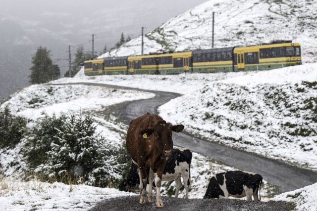 Kühe stehen bei Schneefall auf 2061 Meter über dem Meeresspiegel auf der Kleinen Scheidegg im Berner Oberland in der Schweiz.