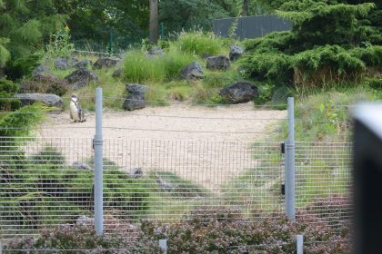 Toter Pinguin im Zoo: Vermutlich von Tier angegriffen