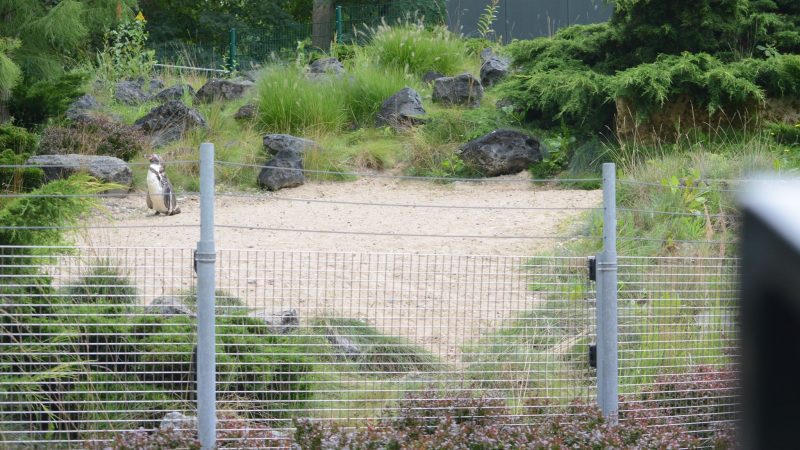 Das Pinguin-Gehege im Zoo von Rostock. Nachdem im Rostocker Zoo ein toter Pinguin gefunden wurde, hat die Kriminalpolizei die Ermittlungen aufgenommen.