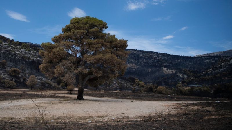 Ein verbrannter Baum steht in einem verbrannten Wald im Nordwesten Athens.