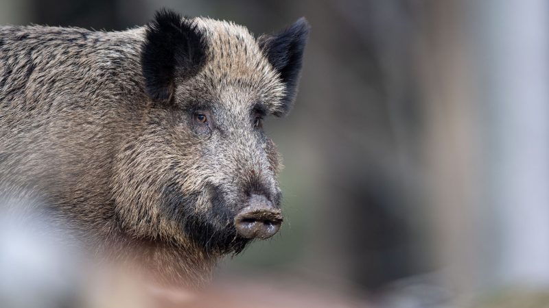 Die teils hohe radioaktive Belastung von Wildschweinen vor allem in Bayern geht einer Studie zufolge zu einem unerwartet hohen Teil auf Atomwaffenversuche zurück.