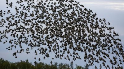 Vogelschwarm verursacht Autounfall im Allgäu