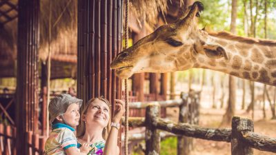 Dresdner Giraffenbulle zieht nicht nach Dänemark