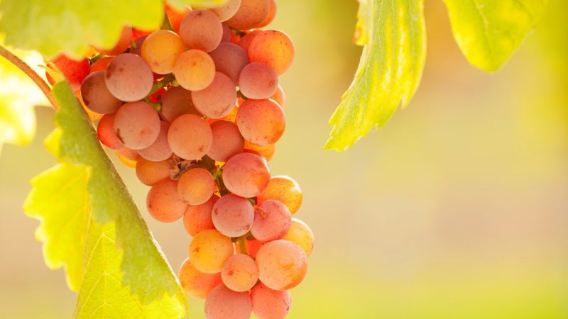 Gefahr von Bodenversalzung: Ein wilder Wein wehrt sich
