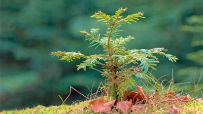 Klimaforscher zum Bäumepflanzen: „Ablasshandel“ mit unklarem Nutzen