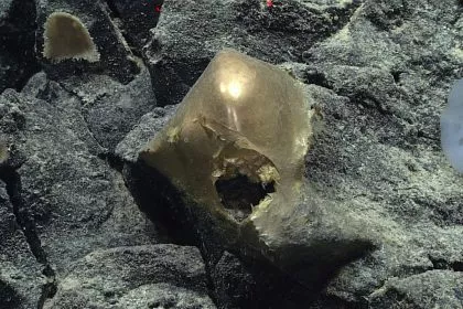 Mysteriöses „goldenes Ei“ vom Meeresgrund geborgen (+Bilder)