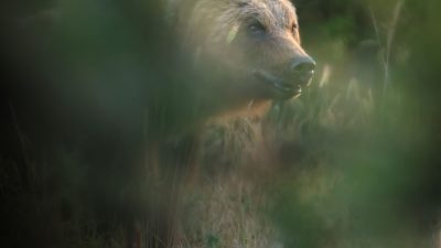 Braunbärin aus italienischem Nationalpark erschossen