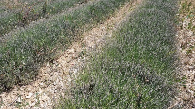 Blick auf ein von Raupen geschädigtes Lavendelfeld in Frankreich.