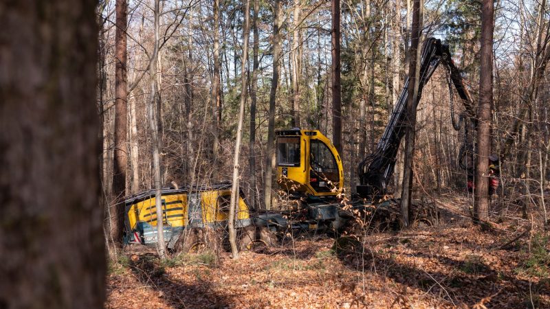 Die Holzernte im Wald sei laut der Deutschen Forstwirtschaft gut für die Umwelt.