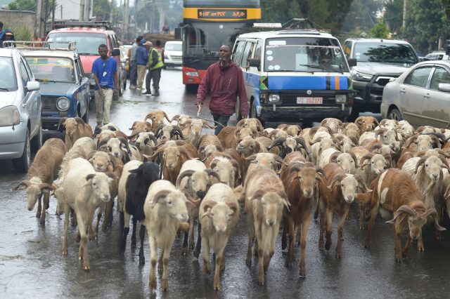 Ein Ziegenverkäufer treibt sein Vieh durch die Straßen von Addis Abeba. <yoastmark class=