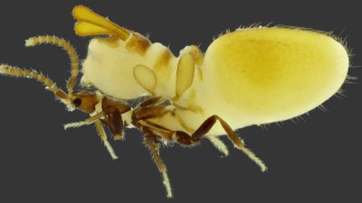 Verrückte Mimikry: Käfer trägt Termitenattrappe auf Rücken