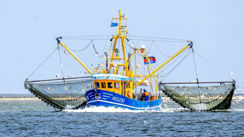 Bei den Nordseekrabben ist der Verkauf in den vergangenen beiden Jahren um 40 Prozent eingebrochen.