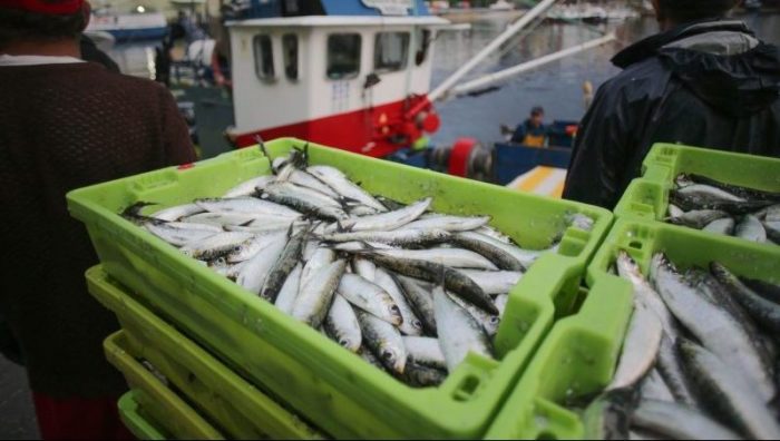 Kisten mit Sardinen.