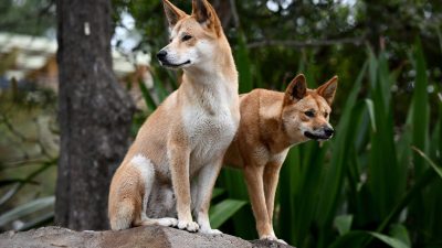 Australier füttert Dingos: 2.500 Dollar Strafe
