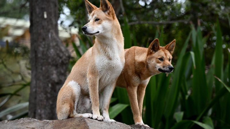 Ein Dingo-Pärchen im Taronga Zoo in Sydney.