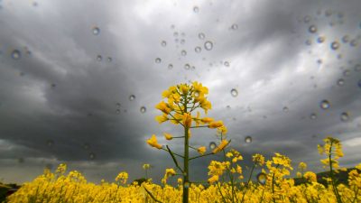 Solingen geht baden bei dem Versuch, das Auffangen von Regenwasser zu verbieten