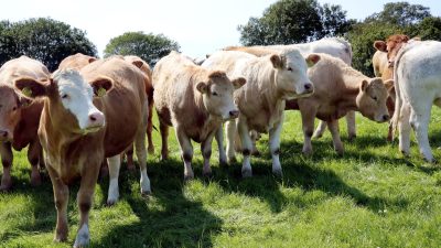 Rinder stehen in Ballyvaughan in der Grafschaft Clare bei Dublin auf der Weide eines Agrarbetriebs.