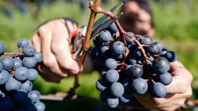 Weintrauben größtenteils bis Ende September gelesen