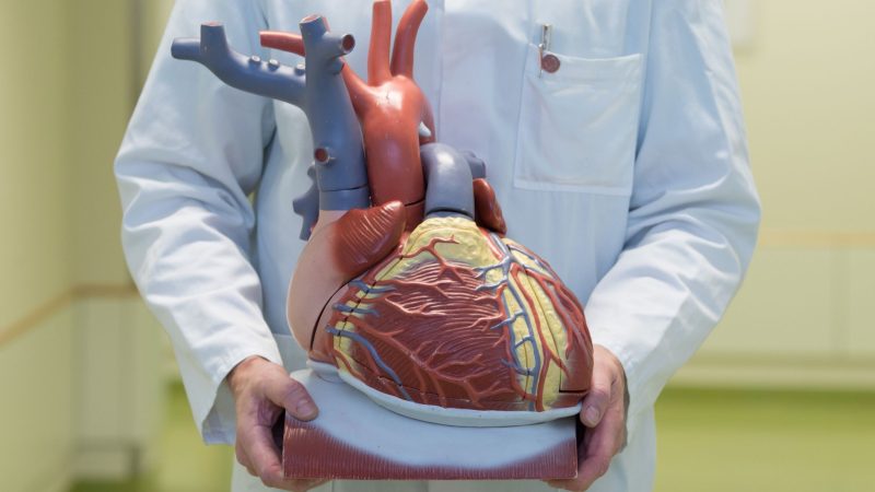 Ein Arzt zeigt ein anatomisches Modell des menschlichen Herzens.