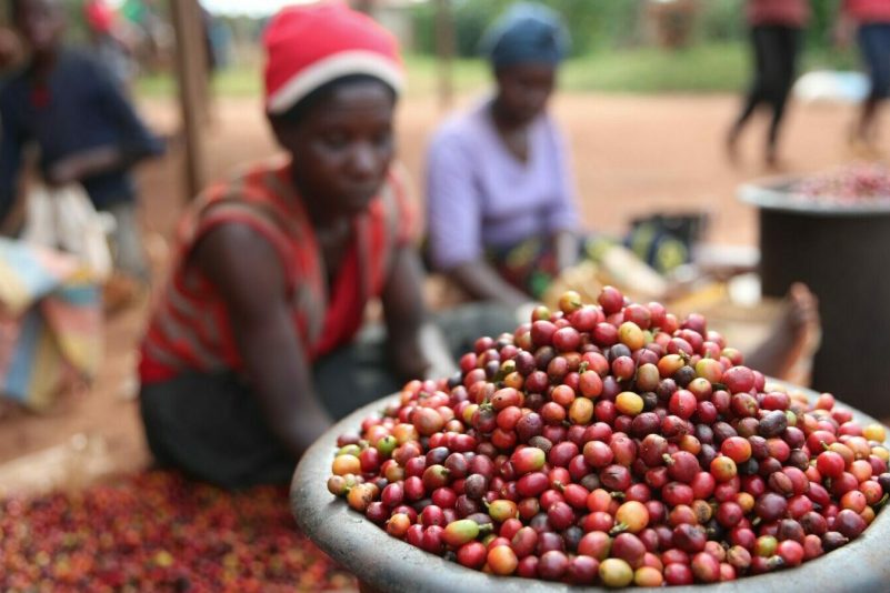 Das schwarzes Gold ist in Gefahr: Die Folgen der Klimakrise sind für die Kaffeeindustrie enorm.