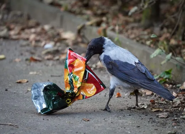 Kleiner Snack oder nur ein unterhaltsames Spielzeug? Eine Krähe hält auf einem Gehweg eine Chips-Tüte im Schnabel.