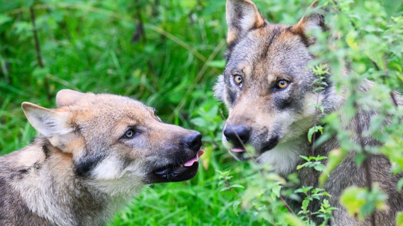 Der Wolf ist naturschutzrechtlich streng geschützt.