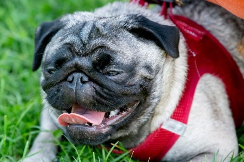 Ein Mops während des 10. Internationalen Berliner Mopstreffen im August 2019.