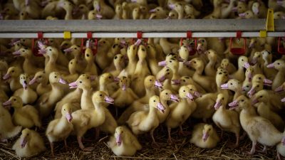 Vogelgrippe-Zwangsimpfung für Enten in Frankreich gestartet – Japan setzt Import aus