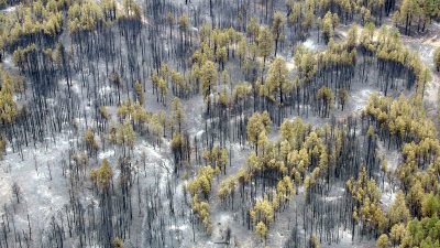 Bäume fällen für das Klima? Kontroverse Pläne zur Rettung des Planeten