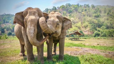 US-Stadt Ojai räumt Elefanten einklagbare Rechte ein