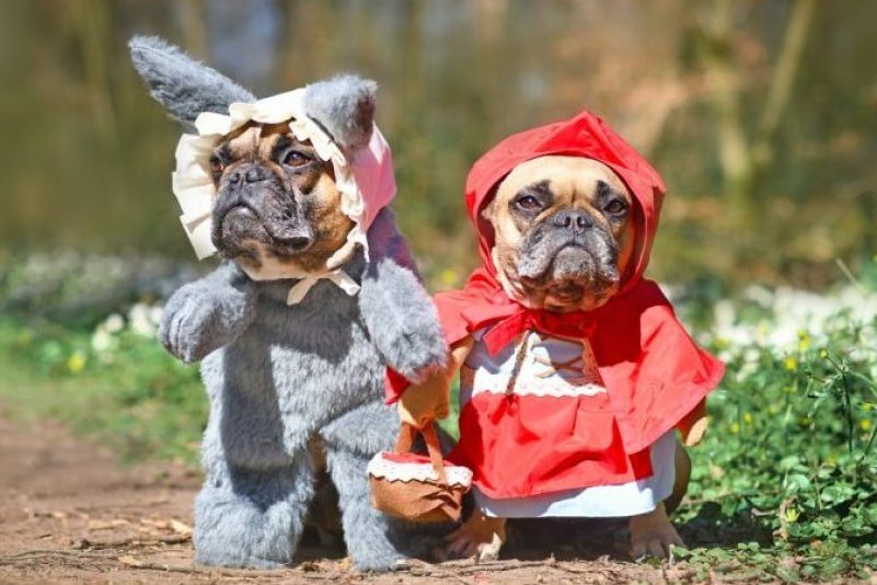 Tierkostüme zu Halloween: Niedlich oder Stressfaktor?