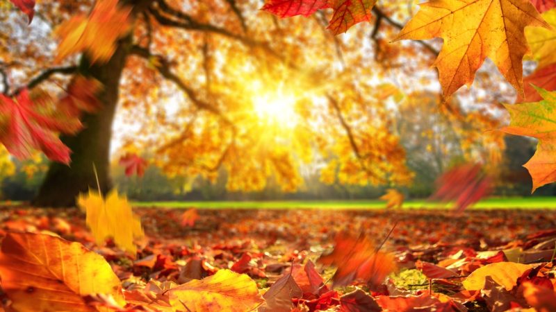 Herbsterscheinung: Blätter färben sich nicht wegen Klimawandel später bunt