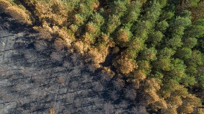 Weltbank und NYSE wollen „Wald-Zertifikate“ vorantreiben – Experten wittern Betrug