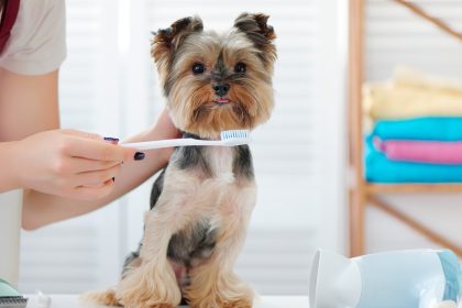 Mundwasser für den Hund soll Zahngesundheit retten