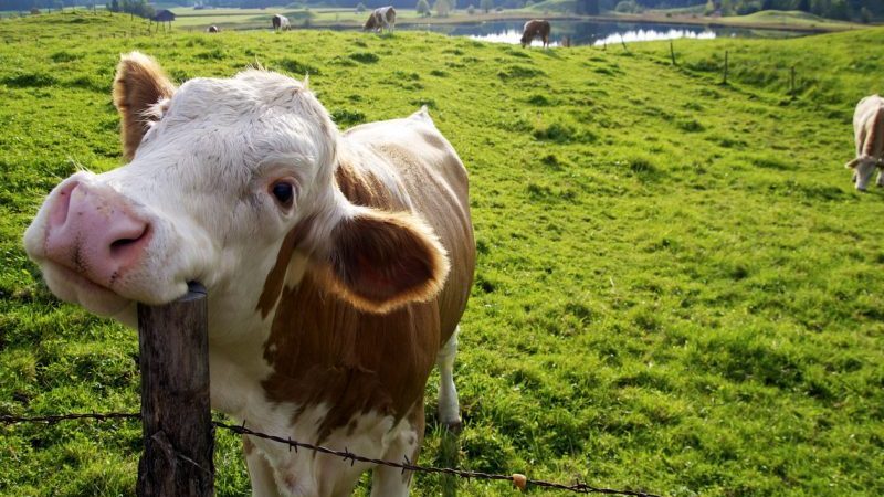 Pupsen verboten: Klimaschützer wollen Kühen an den Magen