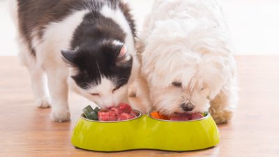 Wird veganes Futter für Hunde und Katzen die Zukunft?