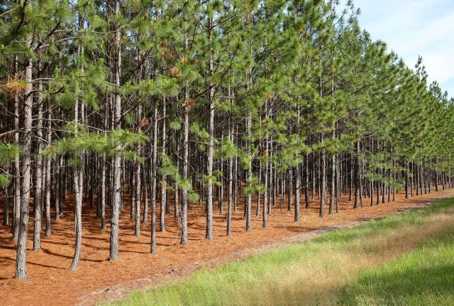 Klimaaktivisten wollen den Planeten retten – und Bäume fällen