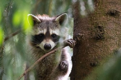 Waschbär auf Bahngleis löst Rettungskette aus