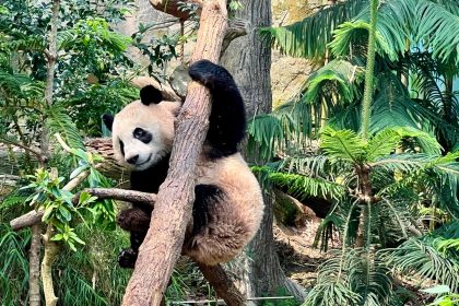 Chinas „Panda-Diplomatie“: Singapur sagt kleinem Le Le Lebewohl
