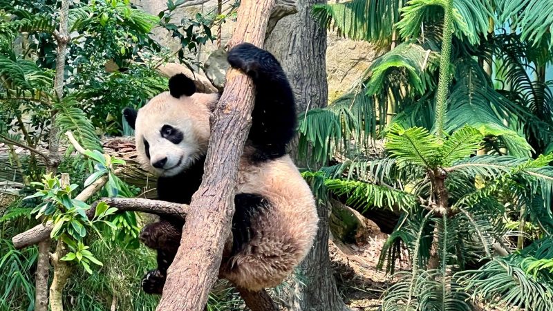 Noch bis zum 20. November können Besucher den kleinen Panda Le Le in seinem Gehege im Zoo in Singapur bestaunen.