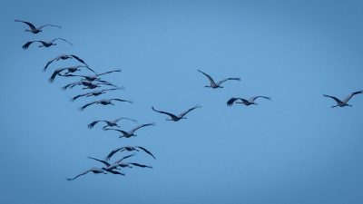 USA: Rund 1000 Zugvögel prallen gegen Fenster und sterben