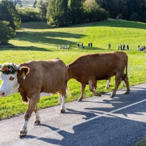 Zürichs Weg zu Netto-Null: Schweizer Bauernhöfe ohne Kühe