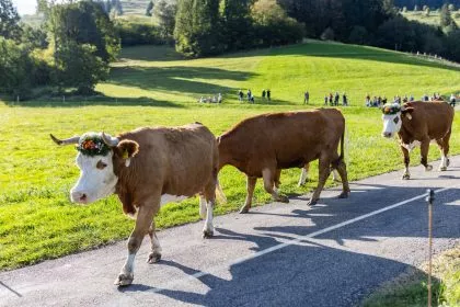 Zürichs Weg zu Netto-Null: Schweizer Bauernhöfe ohne Kühe