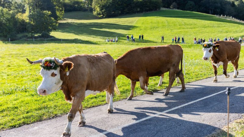 Kühe gehen während des Weideabtriebs zu einem Verladeplatz an der Talsohle.