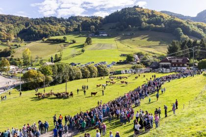 Schwarzwaldgemeinde feiert Rückkehr von Weidetieren