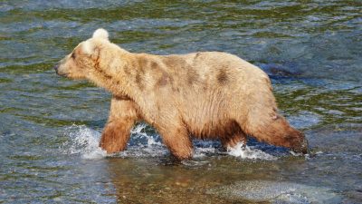 Braunbär-Weibchen Grazer gewinnt „Fat Bear“-Wettbewerb