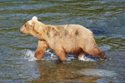 Braunbär-Weibchen Grazer gewinnt „Fat Bear“-Wettbewerb