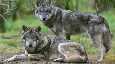 Europäischer Gerichtshof: Wölfe dürfen in Österreich nicht gejagt werden